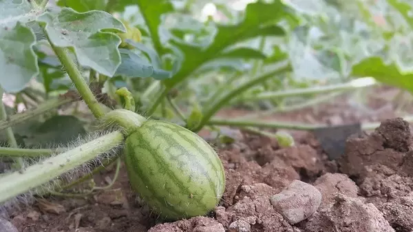 На каком расстоянии друг от друга нужно сажать арбузы, чтобы получить большой урожай