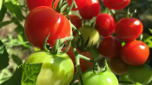 Пока еще есть время: весенняя подкормка, которая активирует бурный рост томатов