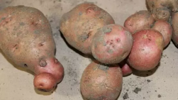 Почему картофель вырастает уродливым: скрытые причины, которые портят форму клубней