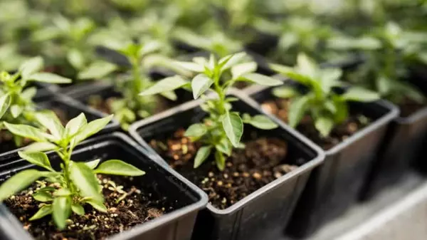 Основные ошибки при выращивании рассады: как вырастить здоровые растения