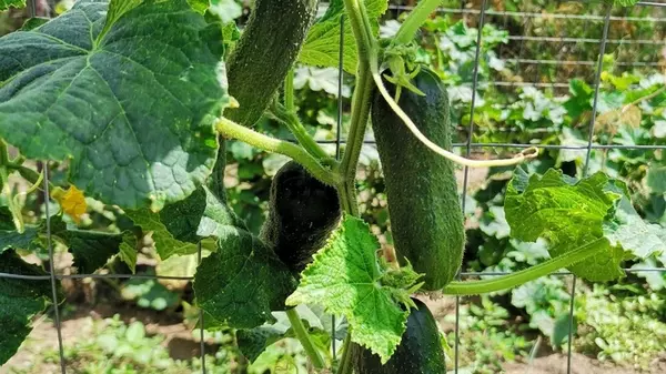 Агрономы назвали точное расстояние, на котором лучше высаживать огурцы в открытую почву