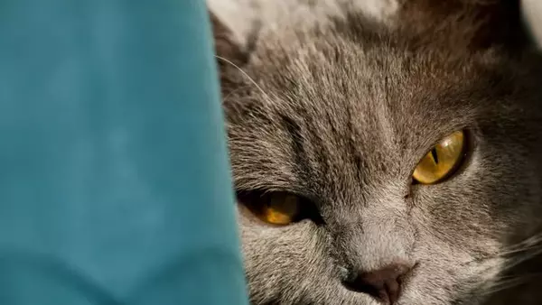 Почему кот вас игнорирует? 5 причин, про которые вам не скажут ветеринары