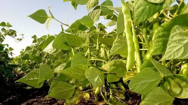 Для чего бросают семена кукурузы и фасоли в одну ямку при посеве культур