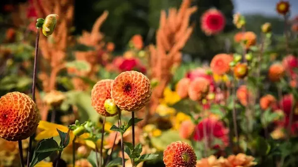 Какие цветы посеять в мае на клумбе, чтобы цвели все лето: топ-3 растений