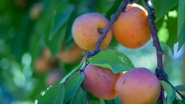 Забудете о червивых абрикосах: посадите под плодовыми деревьями определенные растения