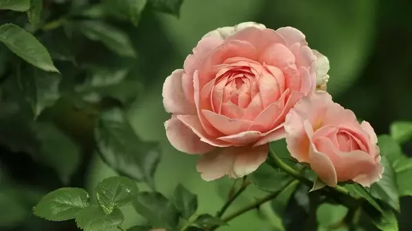 Как оживить розы с помощью водки