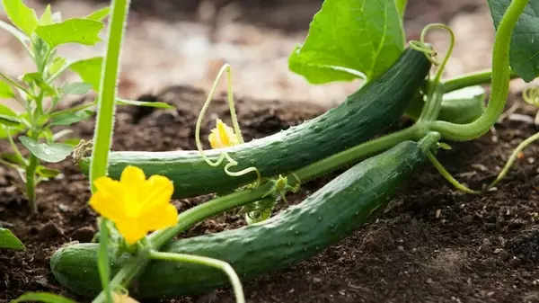 Зачем опытные огородники удаляют усики и завязи огурцов: почему формирование растения настолько важно