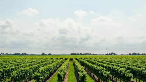 Как и чем подкормить виноград весной, чтобы в будущем получить хороший урожай