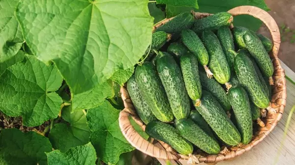 Как защитить огурцы от перепада температур: что нужно сделать для хорошего урожая