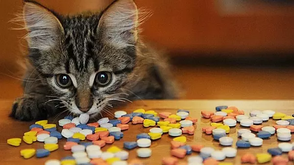 Миссия выполнима: как дать коту таблетку и остаться в живых