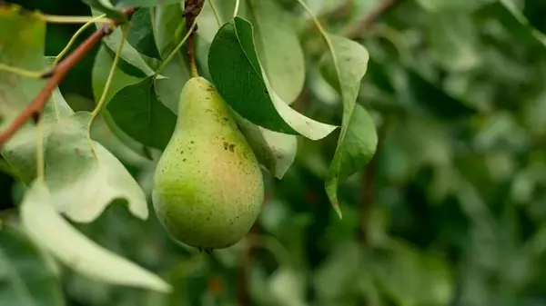 Как защитить грушу от ржавчины: лучшие методы опытных садоводов