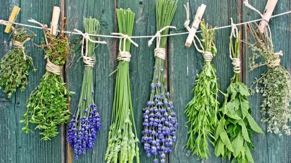 Топ-6 трав, которые следует употреблять для поддержания вашего здоровья