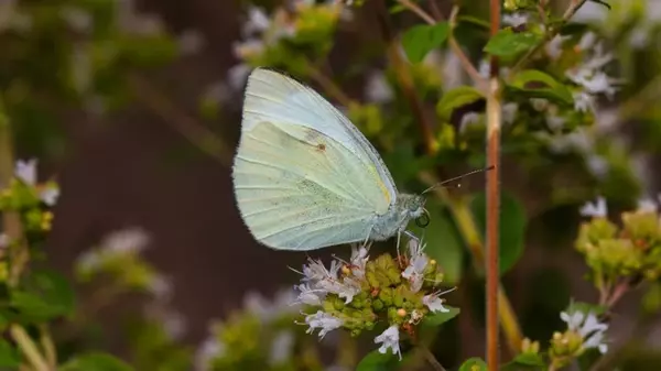 Эксперты назвали наиболее эффективные методы борьбы с капустницей: прогоните вредителя надолго