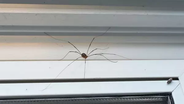 5 действенных способов избавиться от пауков в доме: убегут и не вернутся!