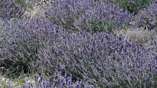 Челка для лаванды: садовница рассказала, как обрезать растение, чтобы получить идеальный «кустовой шар»