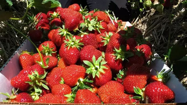 Как правильно замораживать клубнику: полезные советы