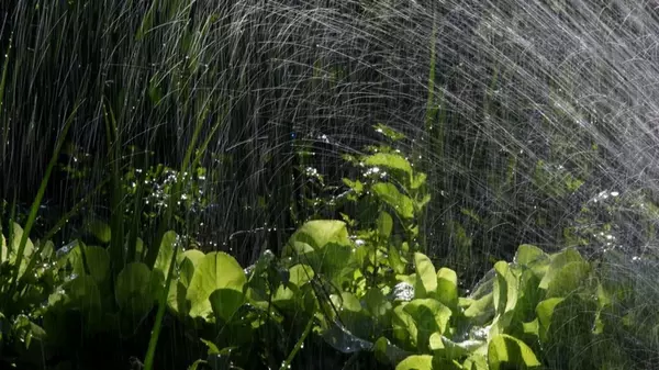 В сильную жару поливать огород нужно только так: не отнимает много времени и приносит больше пользы