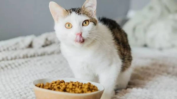 Как выбрать корм для кошки онлайн