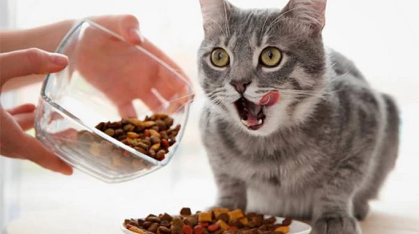 Как выбрать корм для кошки онлайн