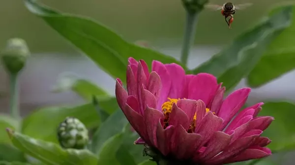 Топ-5 уличных растений, которые удивительно легко вырастить из черенков