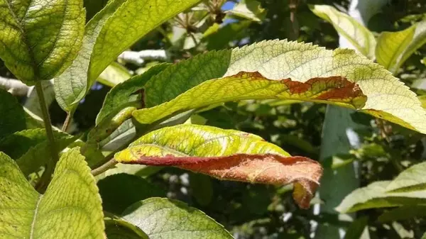 Красные листья на плодовых деревьях: почему это случается и как спасти свой сад