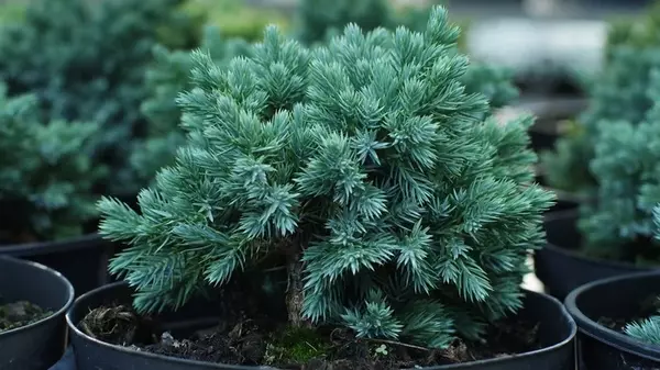 Растение, которое может украсить ваш двор: топ-3 сортов можжевельника