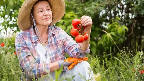 Никогда не сажайте эти растения возле помидоров: урожай погибнет