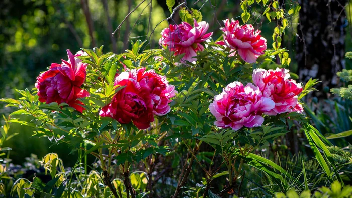 деревовидна півонія