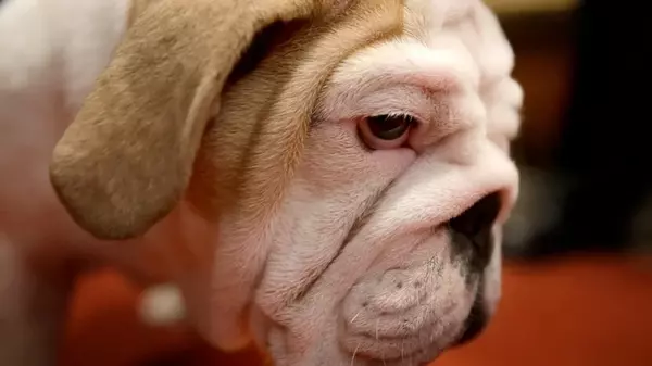 Что запоминают собаки: интересные теории