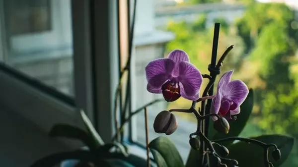 Что приносит орхидея в дом: народные приметы об одном из самых красивых цветков