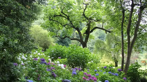 Защитят от отрицательной энергетики: посадите у дома эти деревья – и будет вам счастье