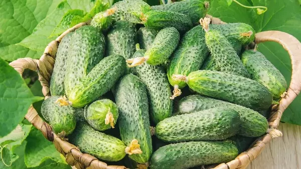 Как для хорошего урожая обрабатывать огурцы раствором молока и йода