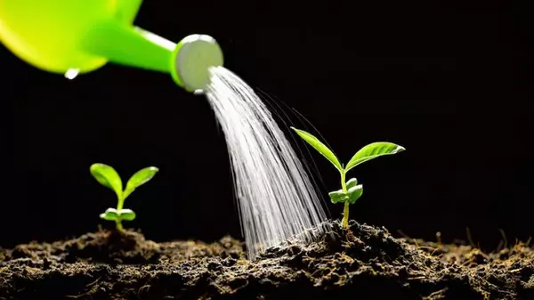 Какой водой нельзя поливать огород: ошибка, которая может стоить урожая