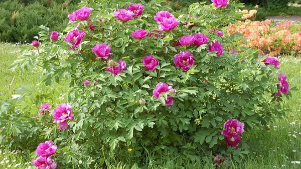 Деревовидна півонія — окраса саду на багато років