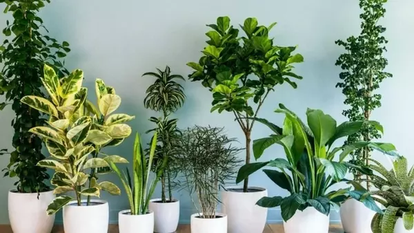 Комнатные цветы для самых занятых: 5 растений, которые легко переживут длительную засуху