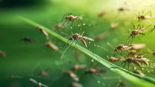 Как защититься от комаров: два действительно работающих метода