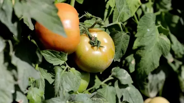 Как правильно формировать высокорослые помидоры в один ствол: советы садовода