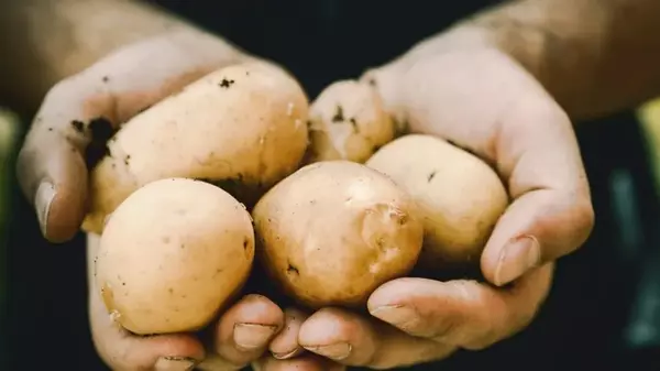 Картофель будет большой и крахмалистый — нужно простое удобрение