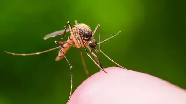 Натуральные средства, которые отпугивают комаров: насекомые больше не будут подлетать к вам