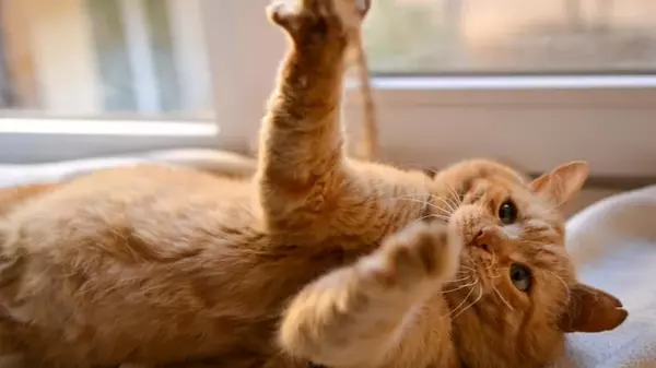 10 очаровательных способов, как кошка показывает вам свою любовь