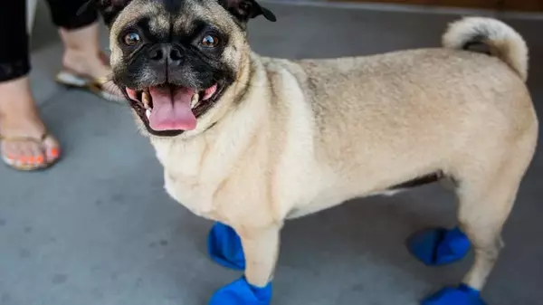 Как сделать собачьи пинетки, которые защитят лапы вашего питомца в любую погоду