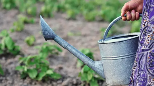 Крапивный настой нужно готовить именно так, иначе толку не будет: рецепт и правила использования