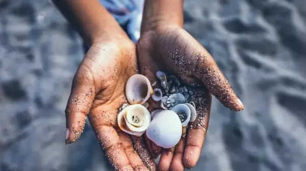 В худшем случае может убить: туристов предупредили об опасности ракушек на пляже