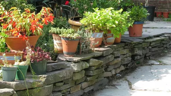 Как убрать плесень с внешних стенок цветочных вазонов: простое решение