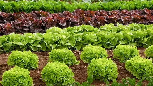 Свежая зелень будет до глубокой осени: что посеять в июне, чтобы успеть собрать щедрый урожай