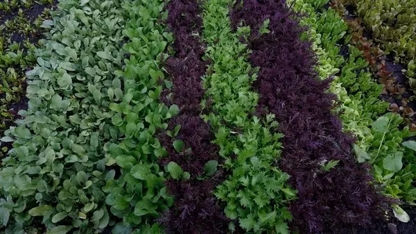 Три растения, которые обязательно надо посадить вместе: советы известного садовода