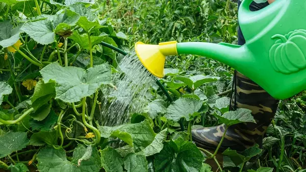 Не потеряете ни одного огурца, если будете поливать по этой схеме: идеальный метод в жару