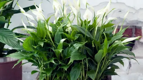 Что сделать, чтобы спатифиллум цвел круглый год: 5 советов от профессиональных флористов