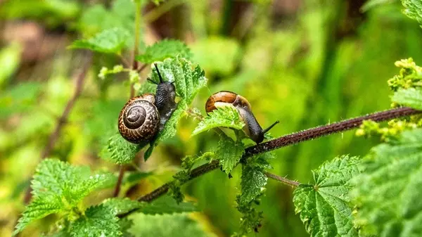 За 24 часа все улитки сбегут с огорода: сделайте это и засекайте время