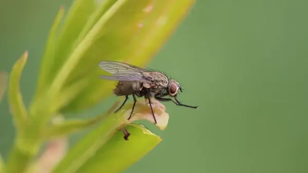 Домашние средства от мух: как сделать ловушки для насекомых за считанные минуты